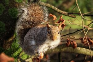 Squirrel in nature